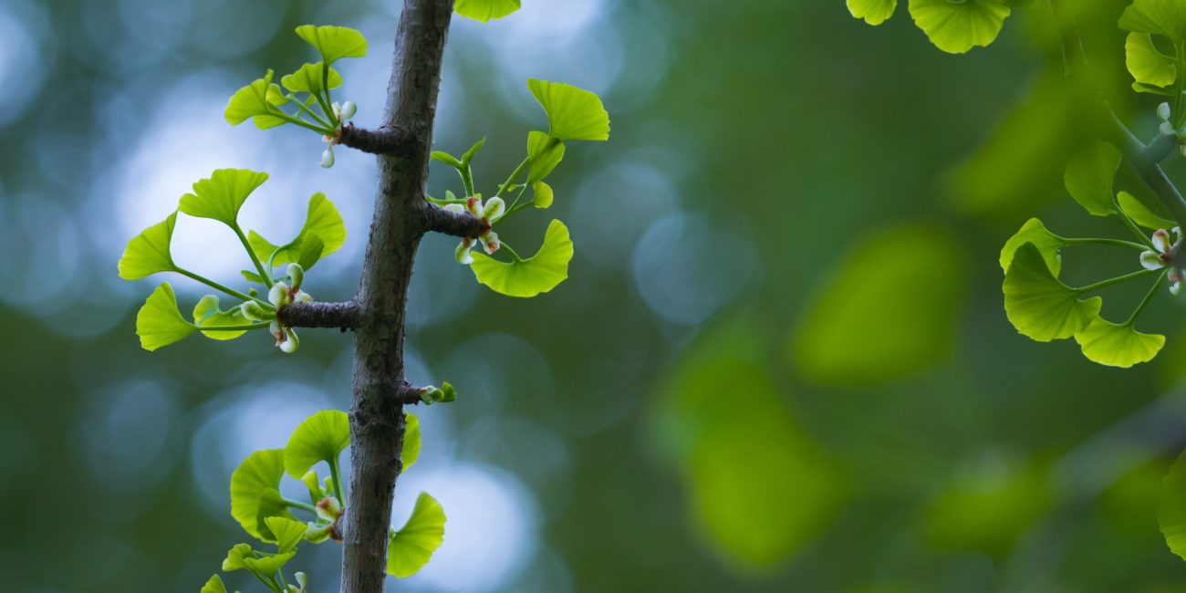 Ginkgo biloba scaled