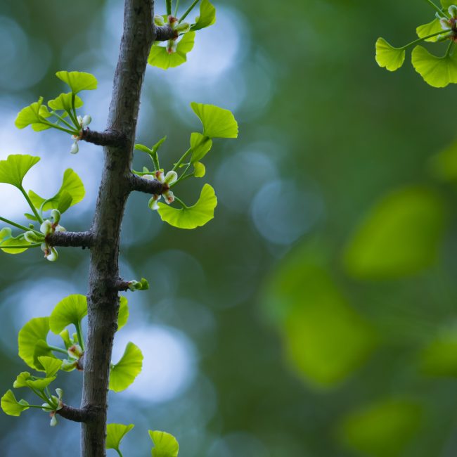 Ginkgo biloba scaled