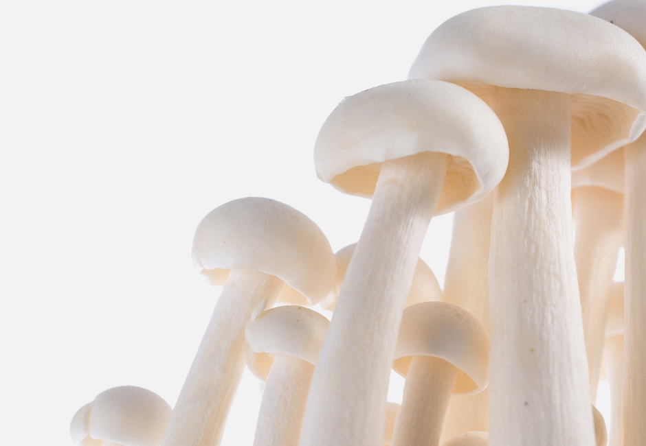 manitaria